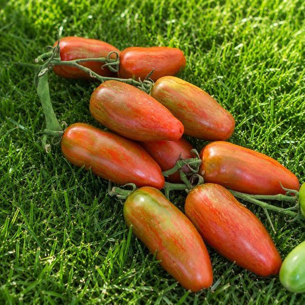 CASSADY BLACK TOMATO