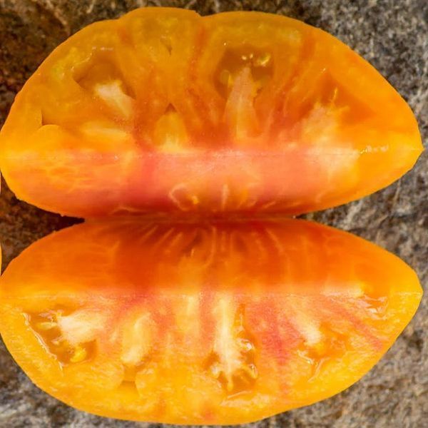 KOZULA-60 YELLOW SLICER TOMATO
