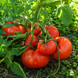 BRUTUS TOMATO