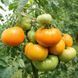 NELSON'S GOLDEN GIANT TOMATO