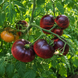 STREETS OF BROKEN LANTERNS TOMATO