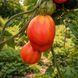 ABURIDA TOMATO