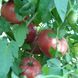 BRANDYWINE GAIL'S STRAIN TOMATO