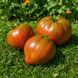 CHOCOLATE DELIGHT TOMATO