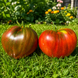 CHOCOLATE DELIGHT TOMATO