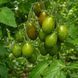 DATTERINO VERDE TOMATO