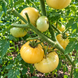 DWARF IDAHO GEM TOMATO