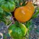 KOZULA-60 YELLOW SLICER TOMATO