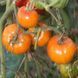 KOZULA-60 YELLOW SLICER TOMATO