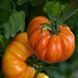 KOZULA-60 YELLOW SLICER TOMATO