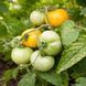 MICRO DWARF DULCIA TOMATO