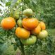 NELSON'S GOLDEN GIANT TOMATO