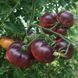 STREETS OF BROKEN LANTERNS TOMATO