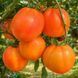 VISIONARY WARLOCK TOMATO