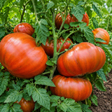 BLACK STRIPE TOMATO