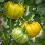 KOZULA-136 BIG FLAT YELLOW TOMATO