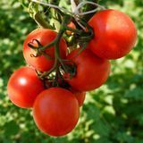 LANDING TOMATO