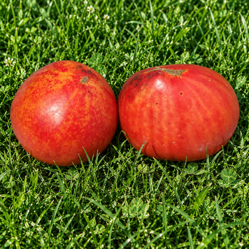 PUDOVIK TOMATO