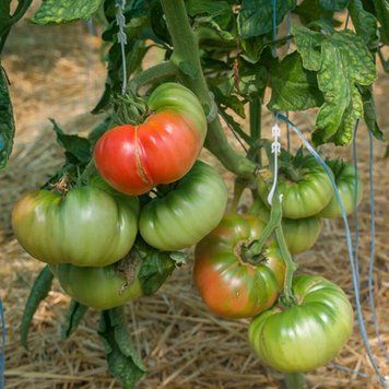 BRANDYWINE JOYCE'S STRAIN TOMATO