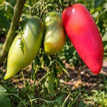CORNUCOPIA TOMATO