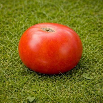 HARMONIA TOMATO