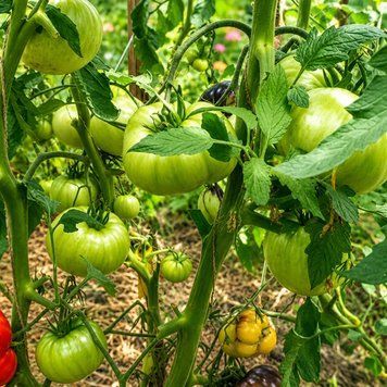 LARA'S GIANT TOMATO