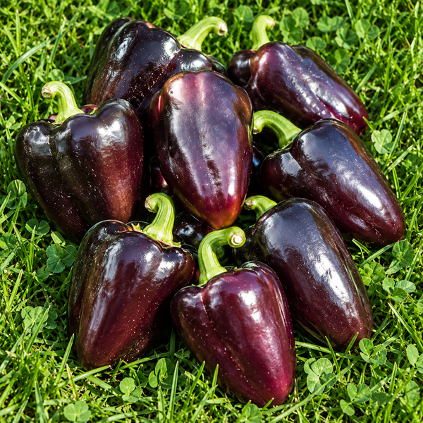 CHORNOBROVKA PEPPER