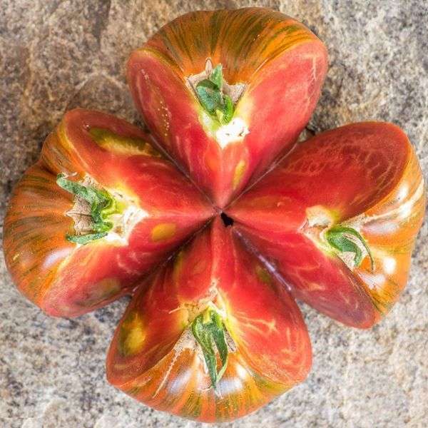 BLACK STRIPE POMIDOR