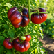 BLUE GIANT TOMATO
