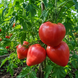HEART OF COMPASSION TOMATO