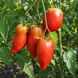 MINUSINSK OXHEART RIBBED TOMATO
