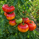 BUZAU TOMATO