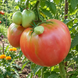 РОЗА ИЗ СОРРЕНТО (ROSA DI SORRENTO) 12090 фото 1