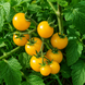 DWARF GALEN'S YELLOW TOMATO