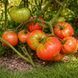 GERMAN GIANT TOMATO