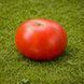 HARMONIA TOMATO