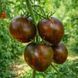 THE MUSKETEERS TOMATO
