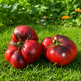 BLACK RUSSIAN ROSE TOMATO