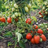 ALMIRA TOMATO