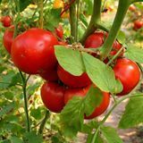 INGEGNOLI GIGANTE LISCIO TOMATO