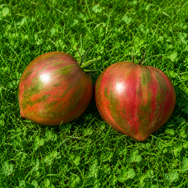 PITICUL PURPURIU REIN (DWARF PURPLE REIN) 2010G foto