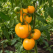ROSALIE'S EARLY ORANGE TOMATO
