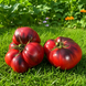 BLACK RUSSIAN ROSE TOMATO
