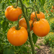 KOZULA-156 TOMATO