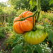DWARF AWESOME TOMATO