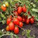 AQUARELLE TOMATO