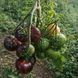 BLACK RUSSIAN ROSE TOMATO