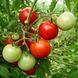 DEL GATO (MORUNA DE ANCHURAS) TOMATO
