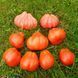 ІНЖИР РОЖЕВИЙ (FIGS PINK) ТОМАТ