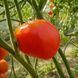 JARSON-8 TOMATO